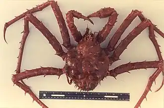 Neolithodes agassizii