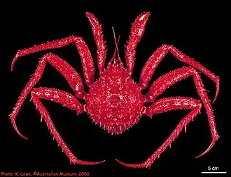 Neolithodes flindersi