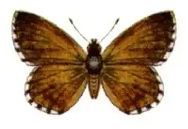Neolucia hobartensis