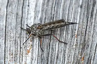 Neomochtherus willistoni