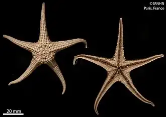 Neomorphaster margaritaceus