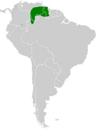 Roodvleugelgrondkoekoek