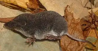 Millers waterspitsmuis