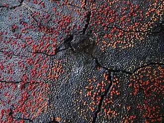 Bloedrood meniezwammetje