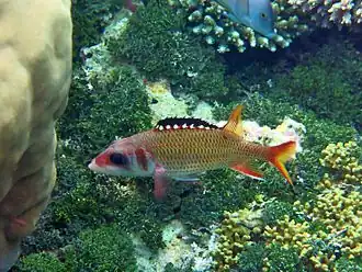 Neoniphon opercularis