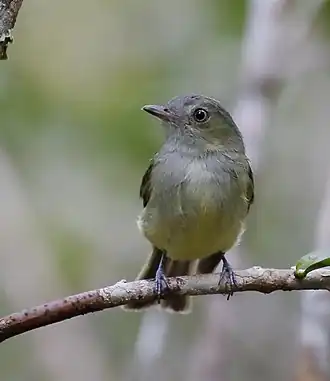 Wieds tiranmanakin