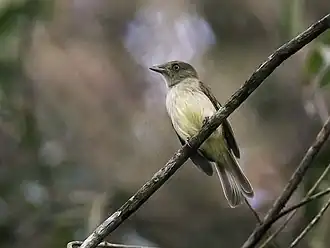 Geelbuiktiranmanakin