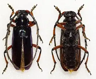 Neoplocaederus nitidipennis