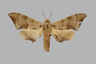 Neopolyptychus consimilis