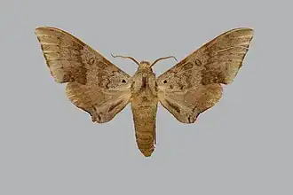 Neopolyptychus prionites