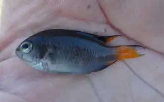 Neopomacentrus bankieri