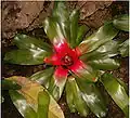 Neoregelia carolinae