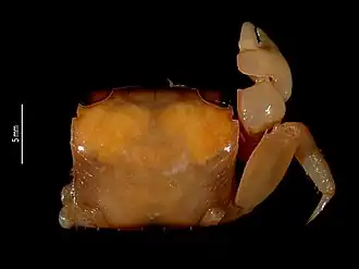 Neosarmatium papuense