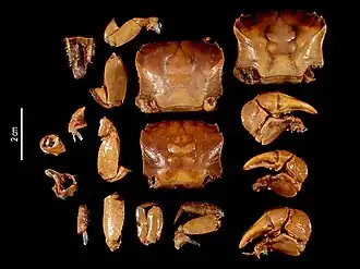 Neosarmatium punctatum