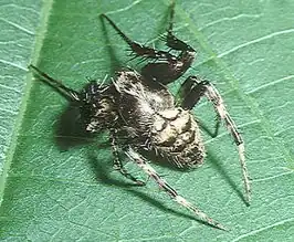Neoscona punctigera