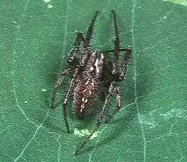 Neoscona theisi feisiana