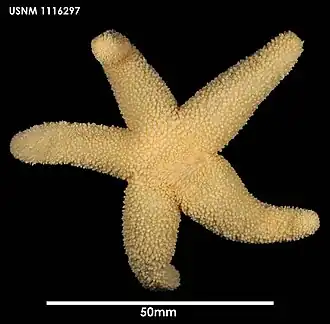 Neosmilaster steineni