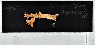 Chironephthya agassizii