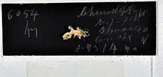 Stereonephthya portoricensis