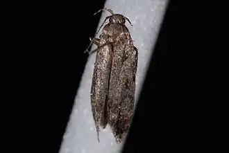 Neotelphusa praefixa