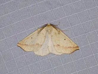 Neoterpes edwardsata