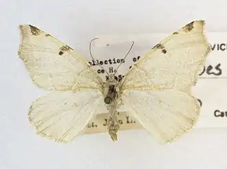 Neoterpes graefiaria