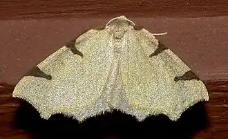 Neoterpes trianguliferata