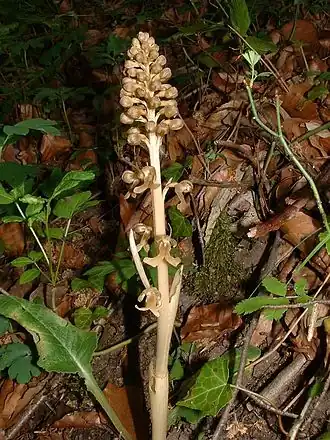 vogelnestje (N. nidus-avis)