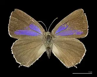 Neozephyrus quercus Eikenpage