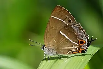 Neozephyrus taiwanus