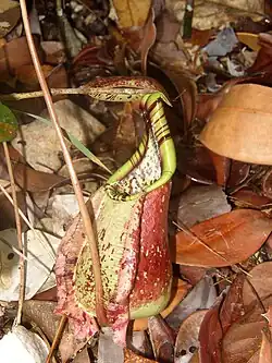Nepenthes&nbsp;rafflesiana; onderbeker