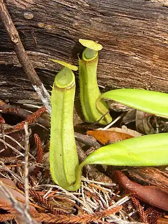 Nepenthes albomarginata; Borneo, Sumatra en het Maleisisch schiereiland