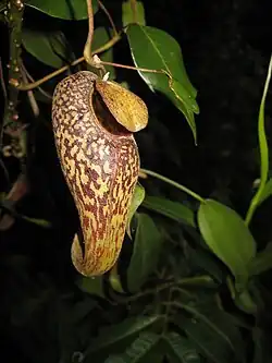 Nepenthes aristolochioides