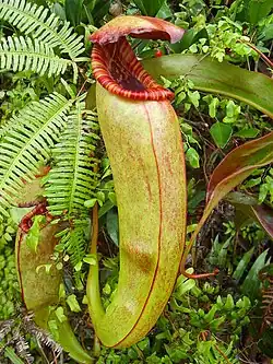 Nepenthes bokorensis in Cambodja