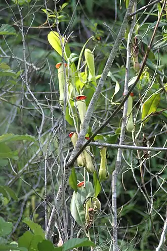 Nepenthes distillatoria