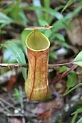 Nepenthes distillatoria op Sri Lanka