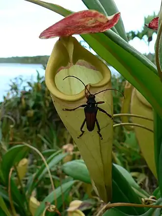 Nepenthes madagascariensis