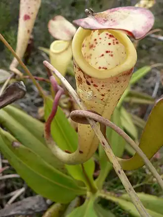 Thomisus madagascariensis
