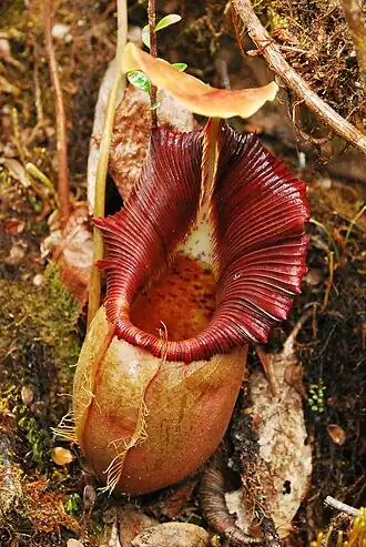 Nepenthes&nbsp;ovata; onderbeker