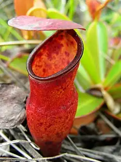 Nepenthes pervillei op de Seychellen