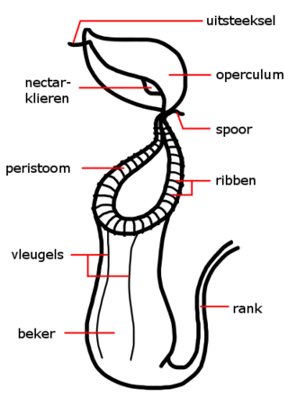 Morfologische onderdelen van een Nepenthes-vangbeker