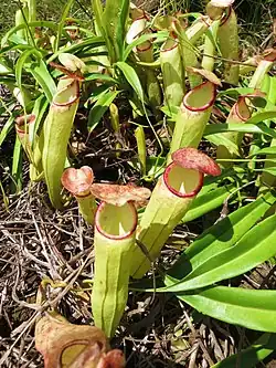 Nepenthes rosea in Thailand