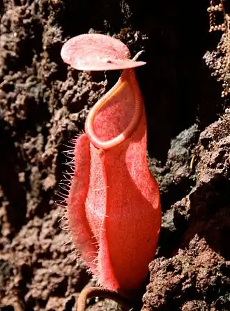 Nepenthes vieillardii op Nieuw-Caledonië