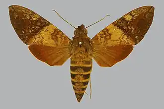 Nephele bipartita