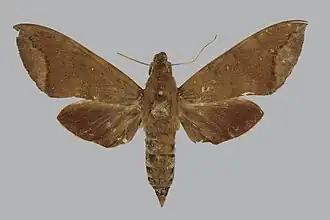 Nephele joiceyi