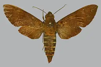 Nephele maculosa