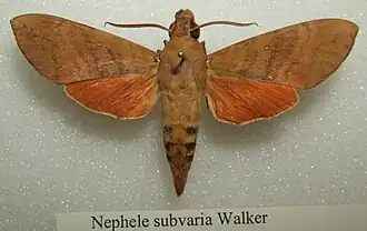 Nephele subvaria