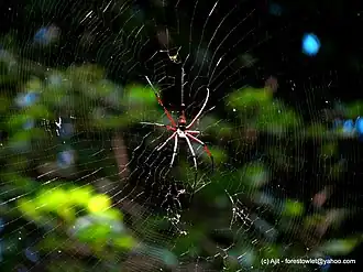 Nephila kuhlii