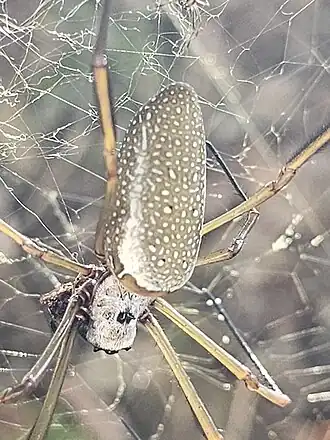 Nephila cornuta