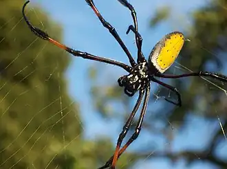 Trichonephila inaurata